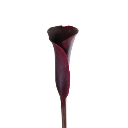 Schwartzwalder Mini Calla Lily  