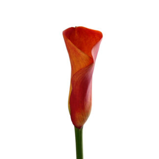 Orange Mango Mini Calla Lily  
