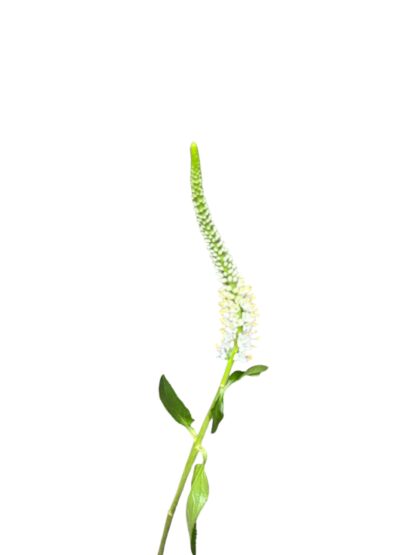 White Veronica  