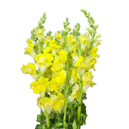 Yellow Snapdragon  