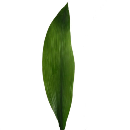 Green Aspidistra  