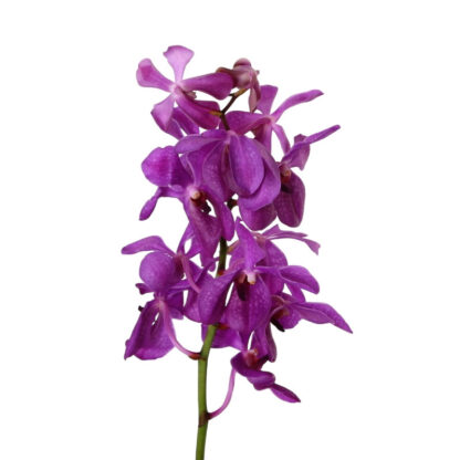 Purple Mokara Orchid  