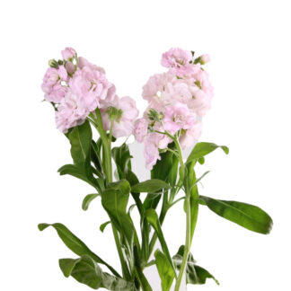 Pink Spray Stock Pink Spray Stock