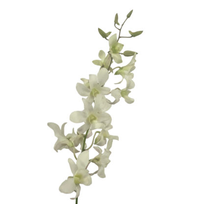 White Hawaiian Dendrobium  