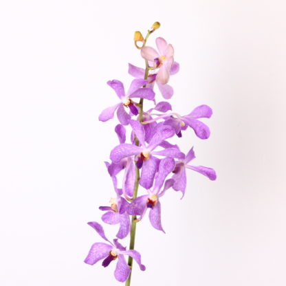 Lavender Mokara Orchids  