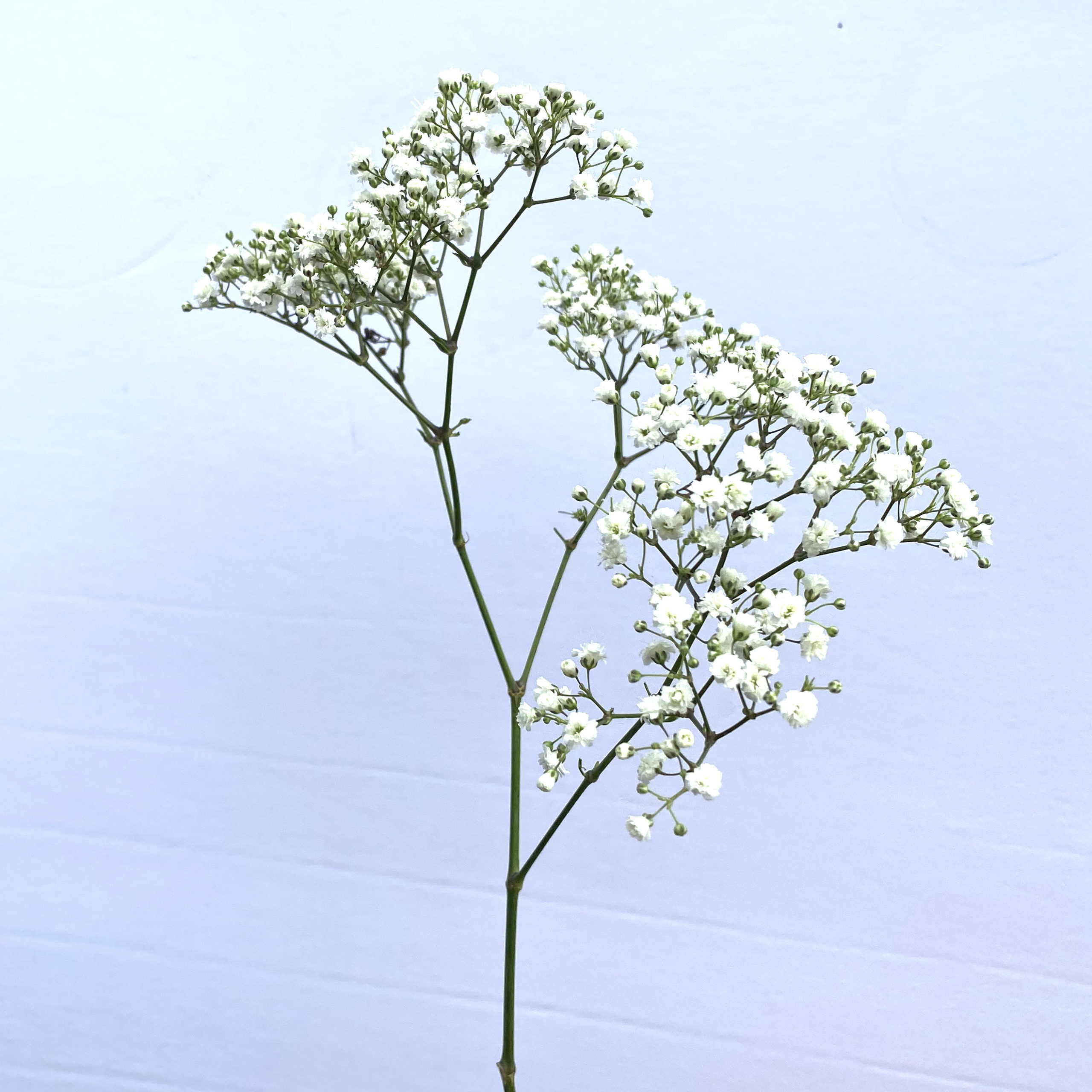 Baby's Breath (Million Star) Kittelberger Wholesale Florist ster