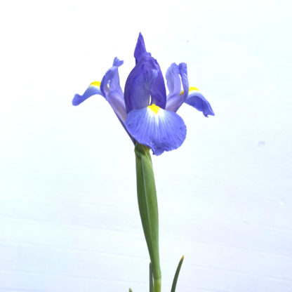 Iris  