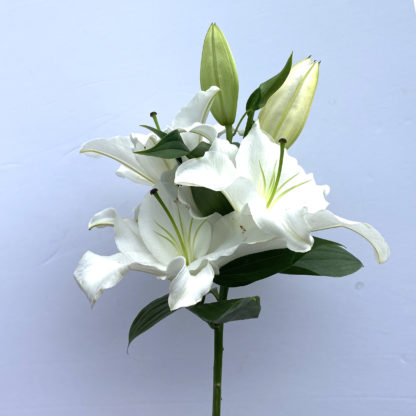 White Lily  