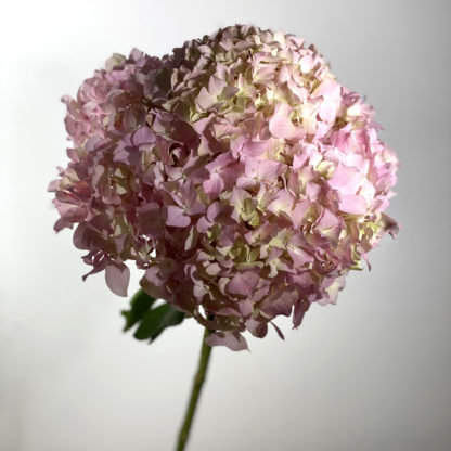 Pink hydrangea  