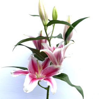 White Lily  