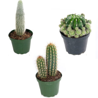 6" Cactus Assorted  