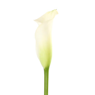 Florex Gold Mini Calla Lily  