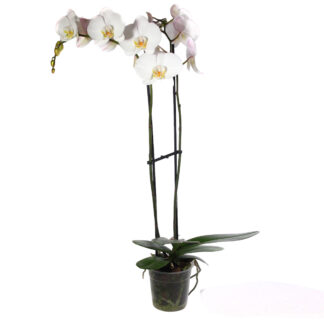 5" Double Spike Phalaenopsis Orchid  