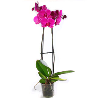 5" Maximaflora Orchid  