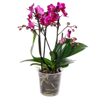 5" Double Spike Phalaenopsis Orchid  