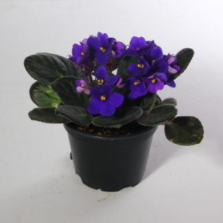 Lavender Mum Plant-4.5"  