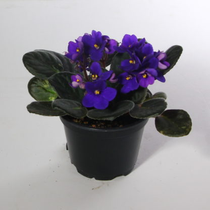 Violet Plant  