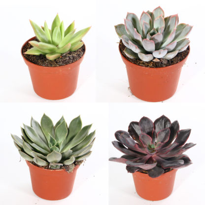 4" Echeveria Assorted  