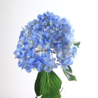 Blue Hybrid Delphinium  