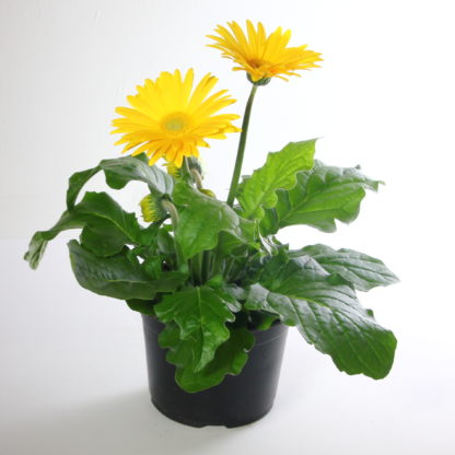 Gerbera Daisy Plant- 6"  