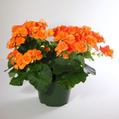 Orange Begonia Plant- 6"  