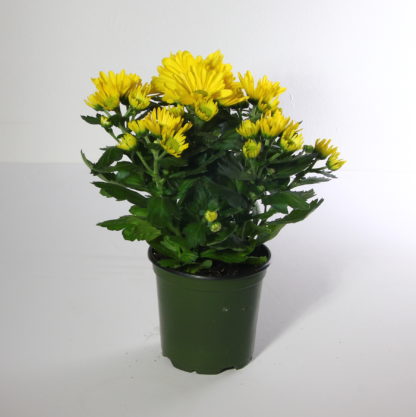 Yellow Mum Plant-4.5"  