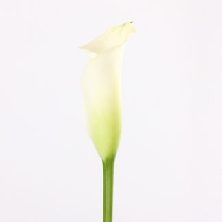 Florex Gold Mini Calla Lily  