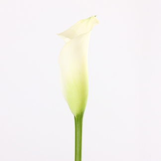 Schwartzwalder Mini Calla Lily  