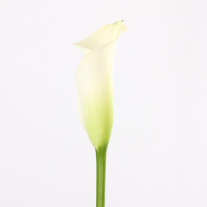 White Aspen Mini Calla Lily  