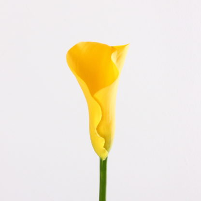 Florex Gold Mini Calla Lily  