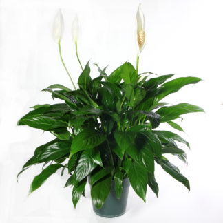 Spathiphyllum- 8" Peace Lily  