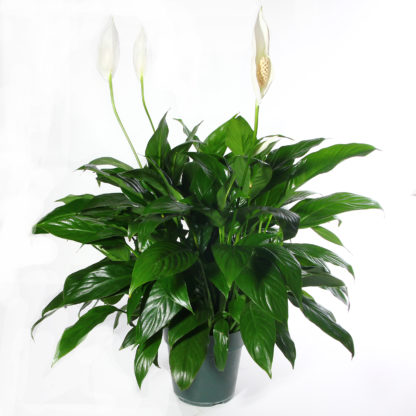 Spathiphyllum- 10" Peace Lily  