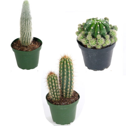4" Cactus Assorted  