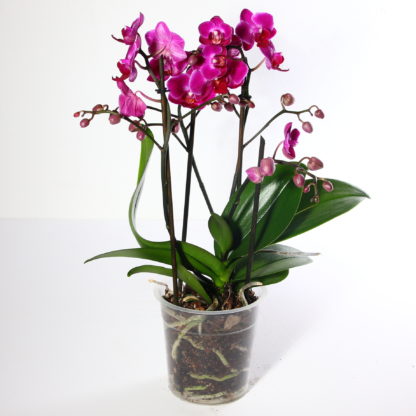 5" Maximaflora Orchid  