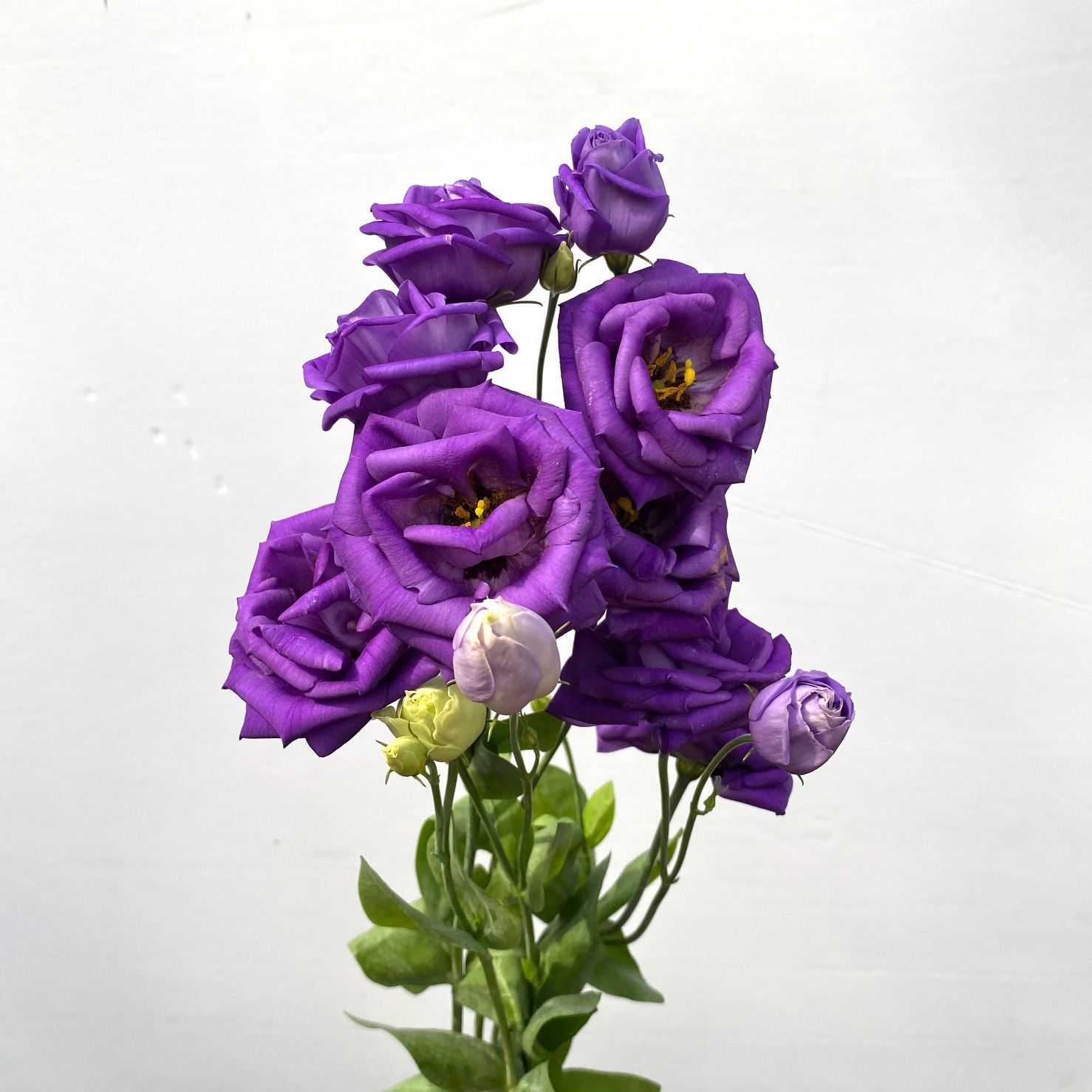 Purple Lisianthus Kittelberger Wholesale Florist Webster & Rochester