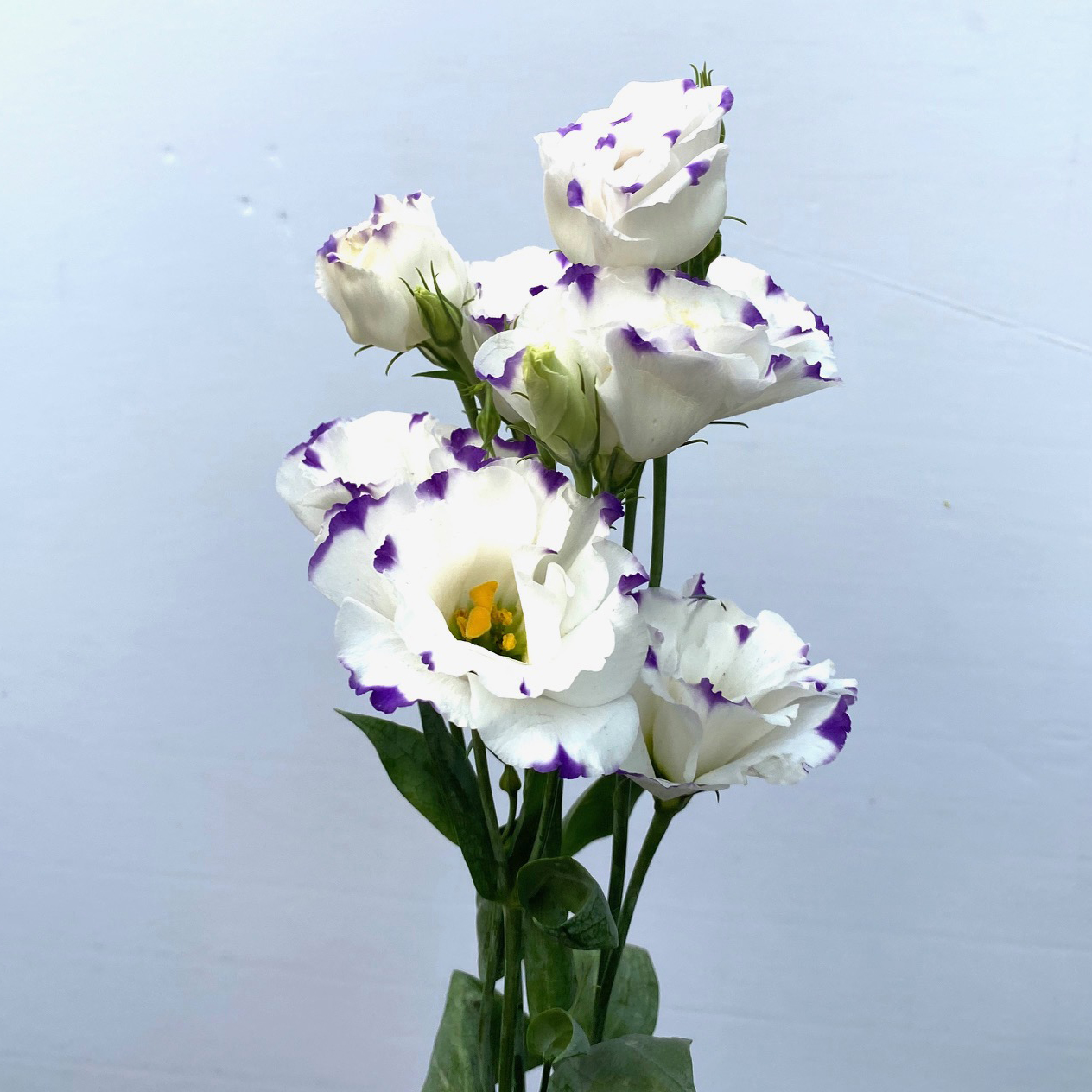 Blue Rim Lisianthus Kittelberger Wholesale Florist ster & Rochester