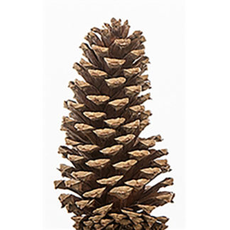 Medium Goldleaf Pinecone  