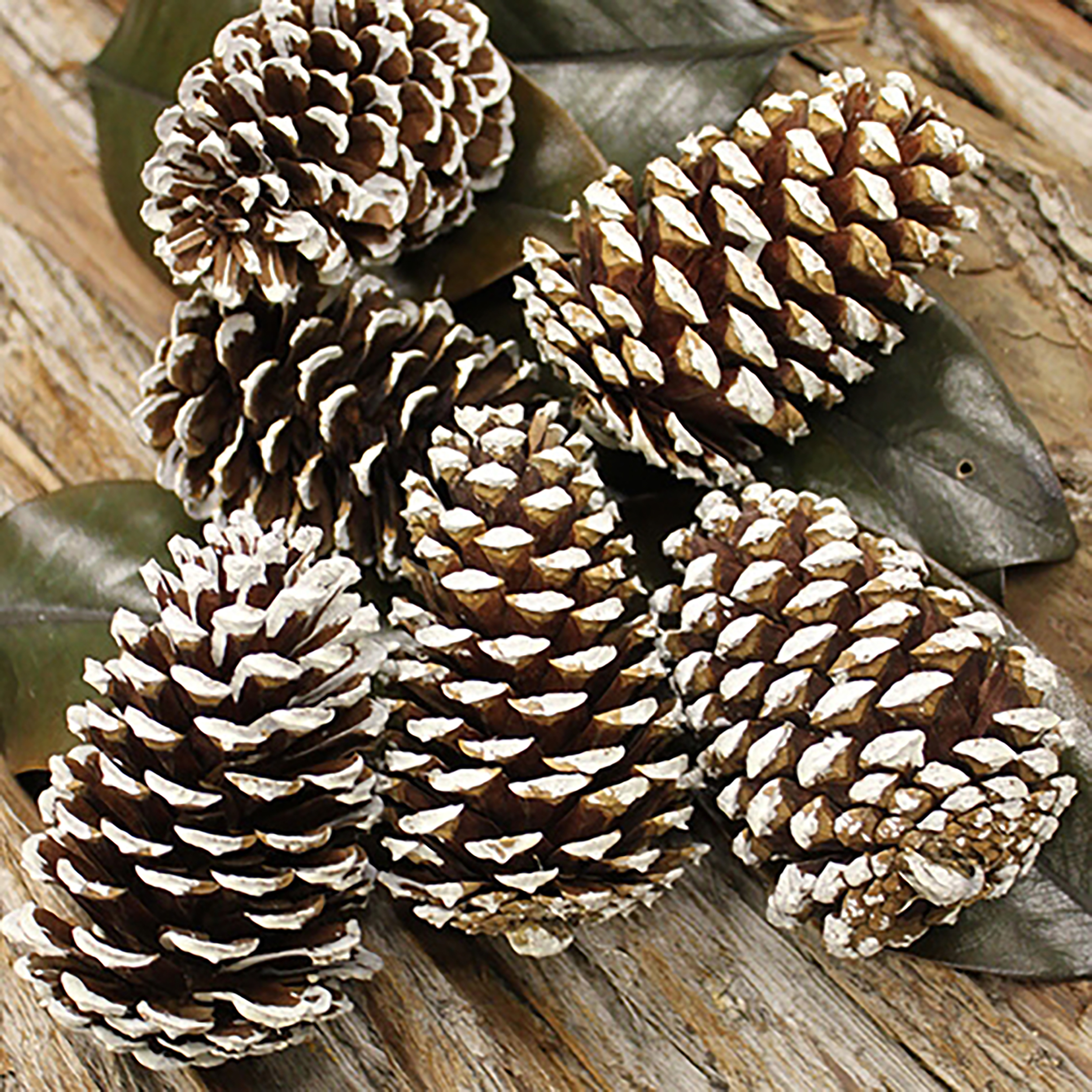 Чешуйка шишки ели. Дерево шишка в Дагестане. Pinecone Wooden Conia сборка деталей. Pinecone cookie на аву. Pinecone paste.