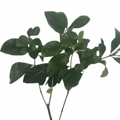 Gardenia Foliage  