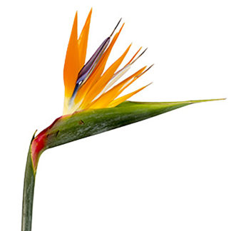 Orange Mokara Orchid  