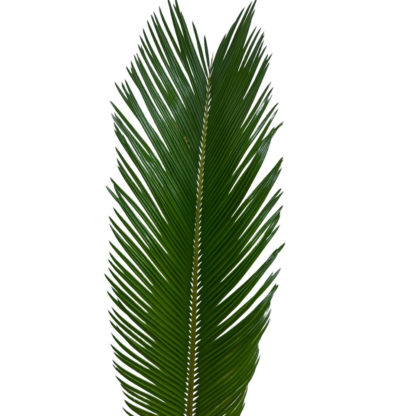 Sago Palm  