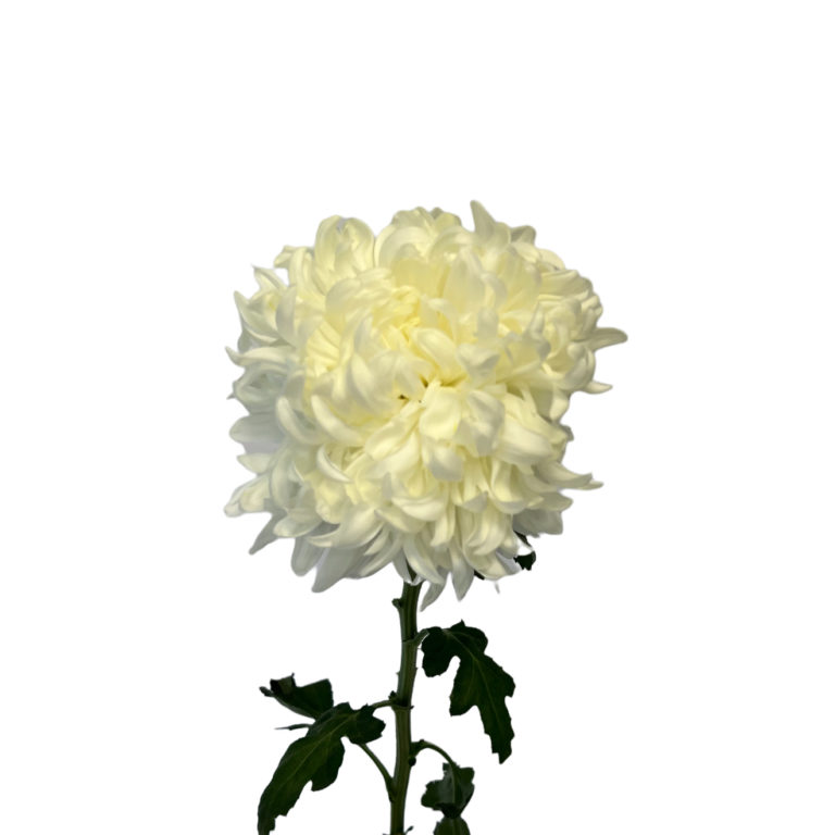 Standard Mums Wholesale Flowers Kittelberger Wholesale Florist