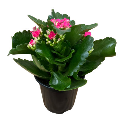 Pink Kalanchoe Plant- 4"  