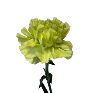 White Carnation  