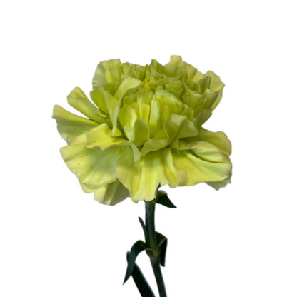 Green Carnation  