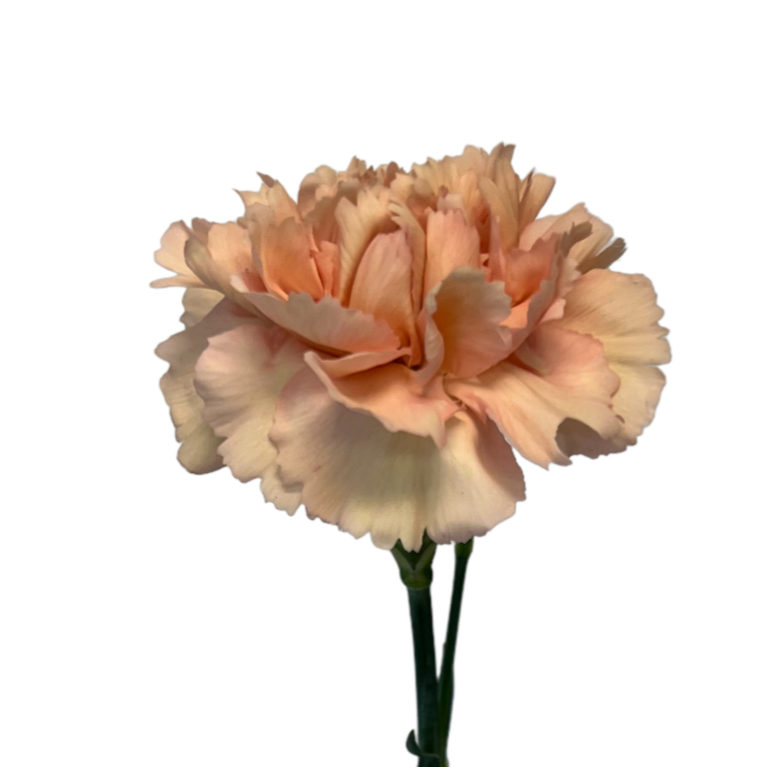 Peach Carnation Kittelberger Wholesale Florist ster & Rochester