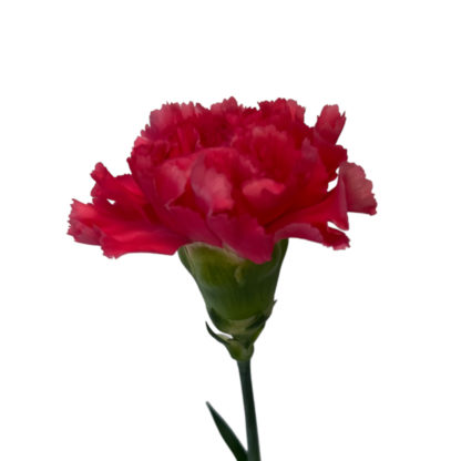 Hot Pink Carnation  