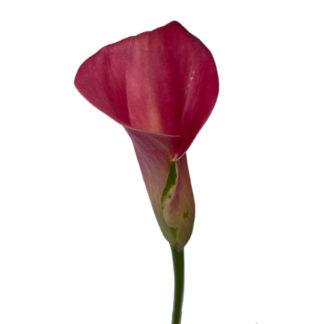 Red Aranal Mini Calla Lily  