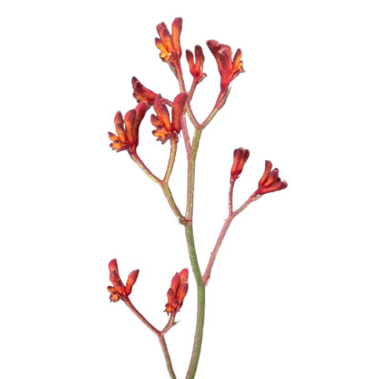 Kangaroo Paw- Mixed Assortment  