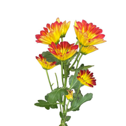 Red/ Yellow Bicolor Daisy- South American  